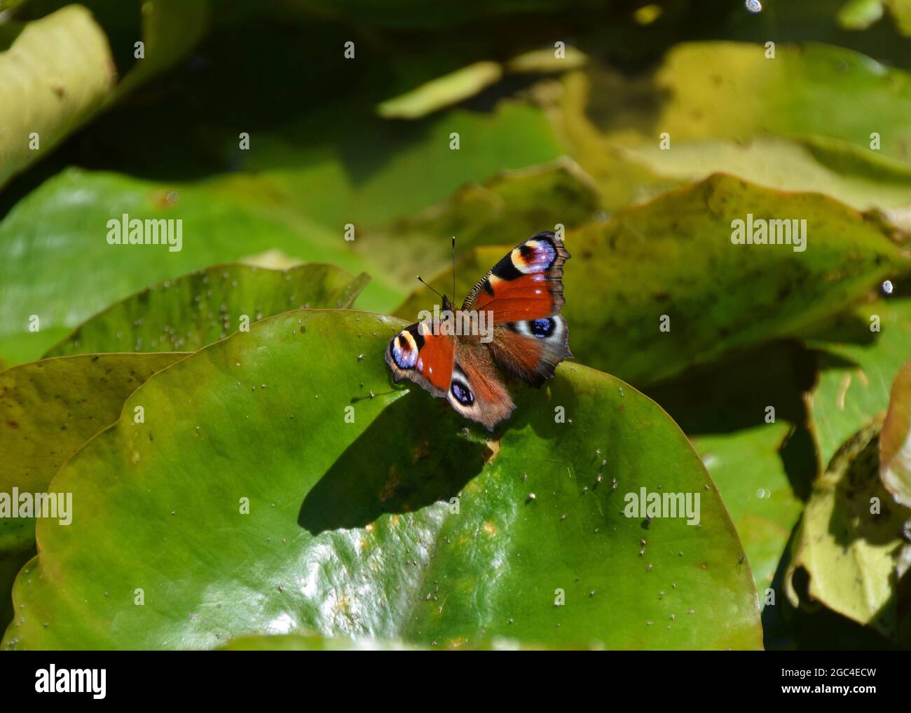 A peacock butterfly rests on a water lily leaf in a park Stock Photo ...
