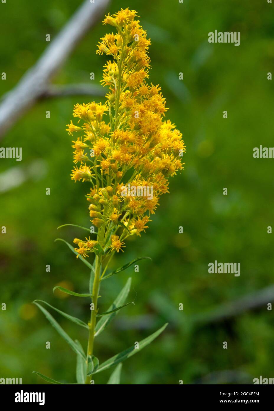 Western Goldenrod (Euthamia occidentalis) in the Oregon Cascades, east side Stock Photo