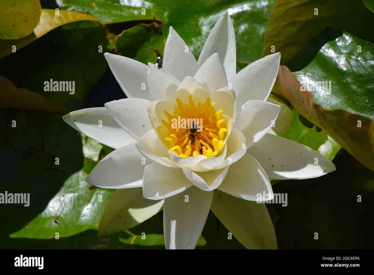 A bee pollinates a water lily flower in a park in Germany Stock Photo ...