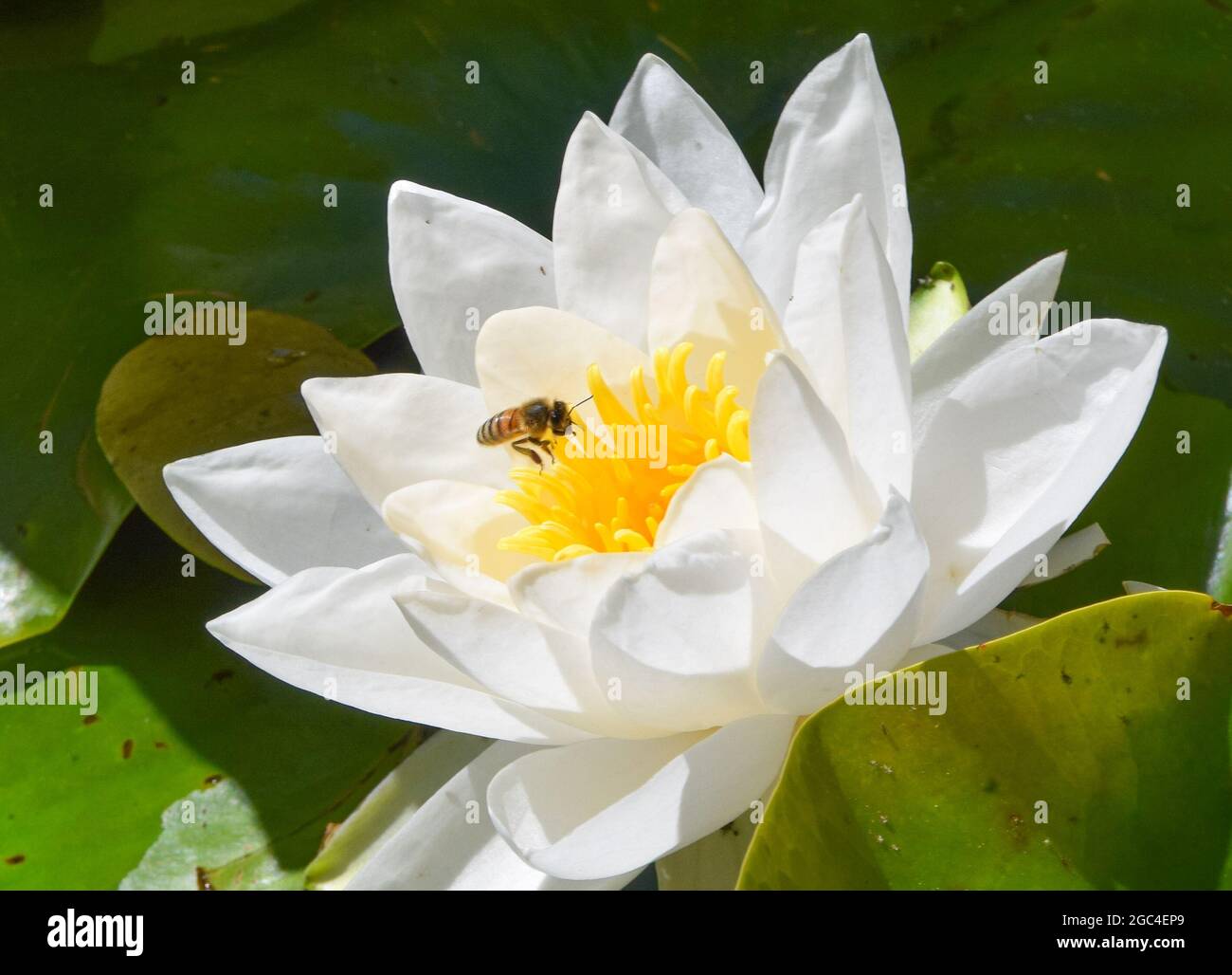 A bee pollinates a water lily flower in a park in Germany Stock Photo ...