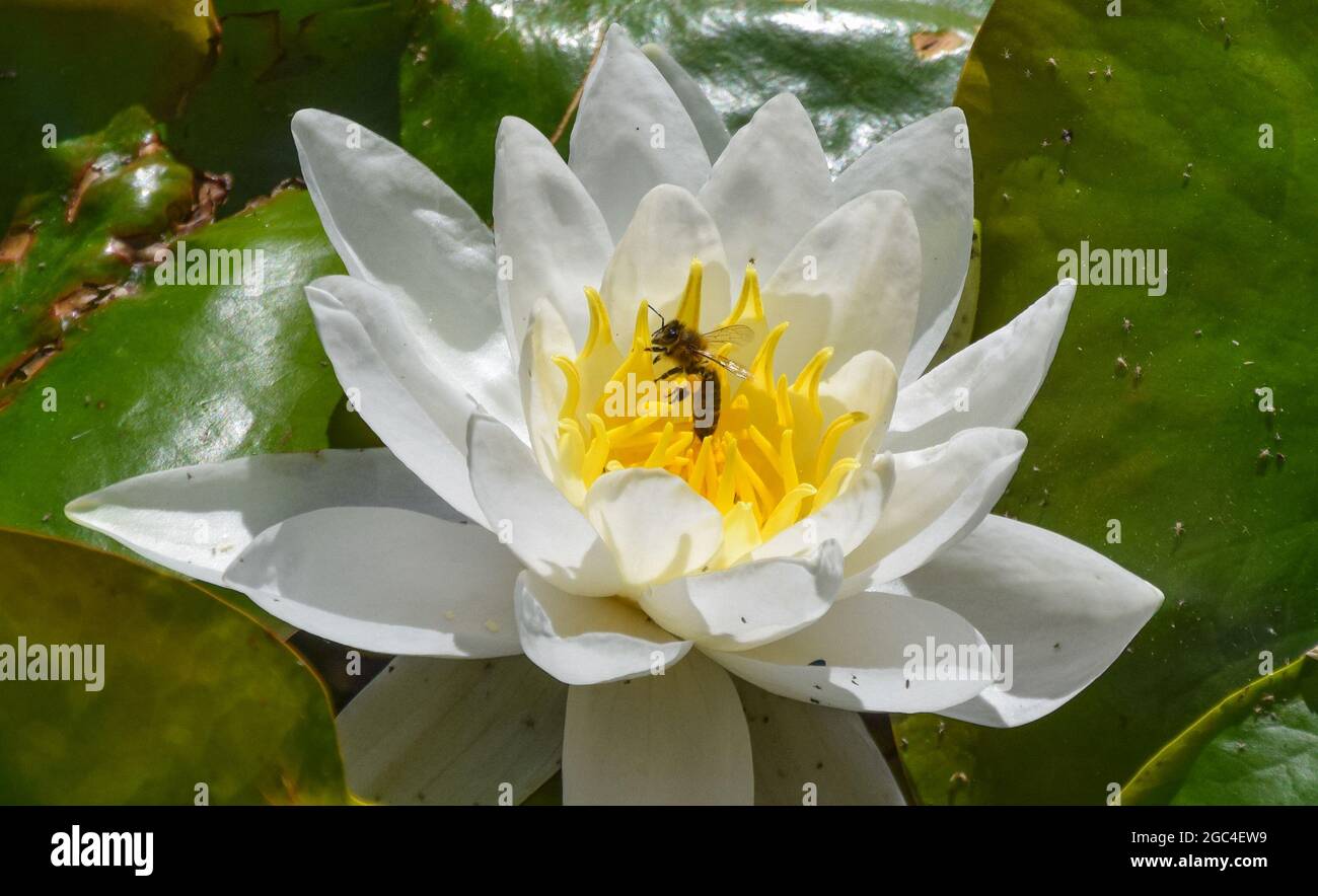 A bee pollinates a water lily flower in a park in Germany Stock Photo ...