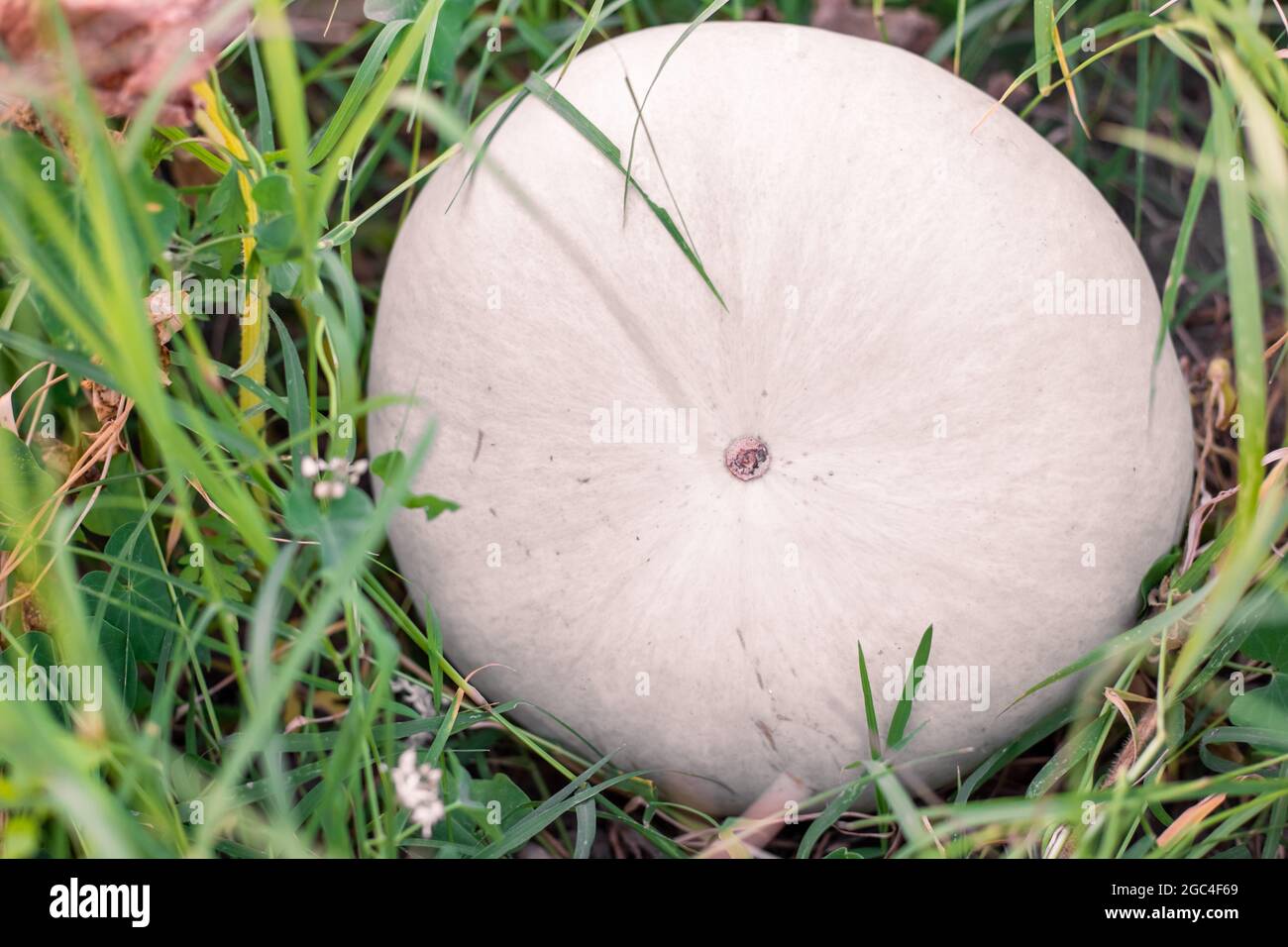 A large white pumpkin grows on a bush in a vegetable garden. Growing tasty healthy vegetables. Stock Photo