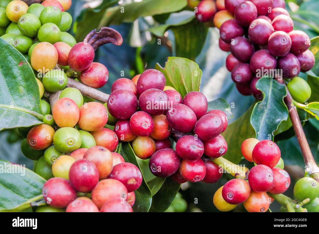 Detail of coffee berries at a plantantion near Manizales, Colombia