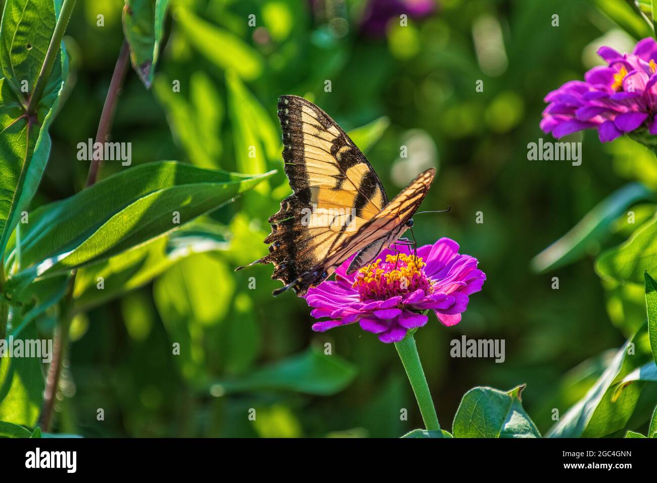 Yellow swallowtail feeding on a purple zinnia Stock Photo