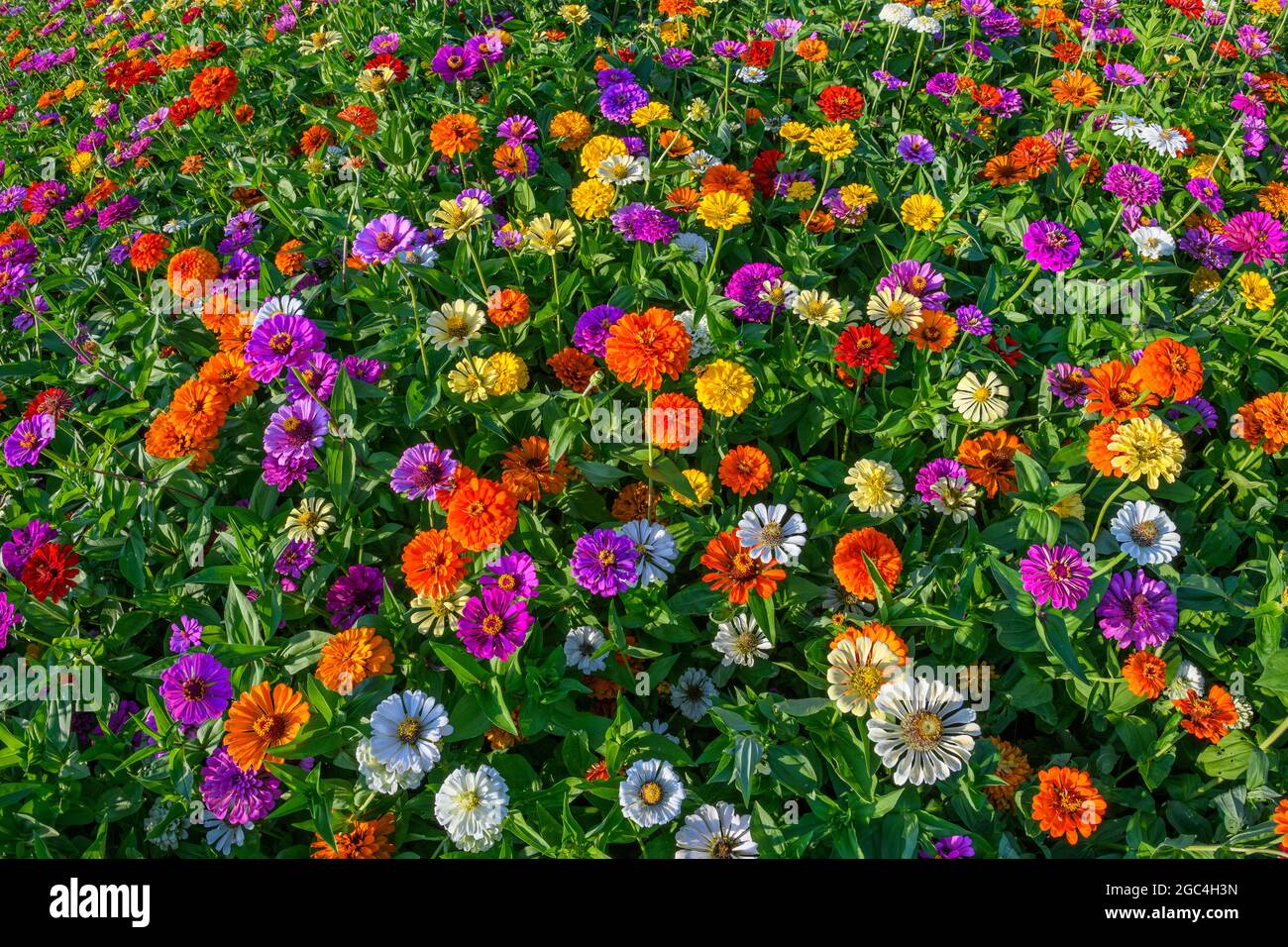 Zinnias in bloom Stock Photo