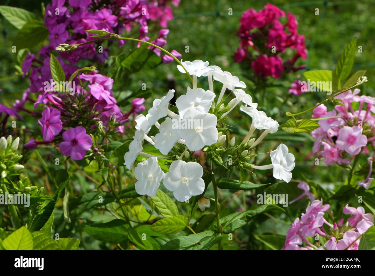 Phlox paniculata. Gorgeous bright white flower buds on a background of green grass. Selective focus. Stock Photo