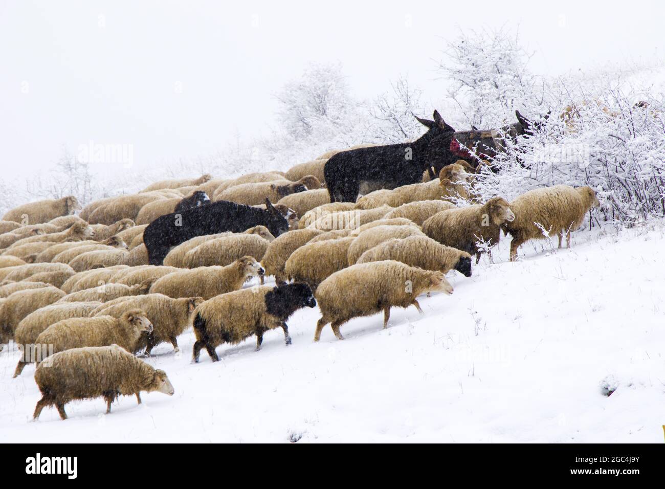 Large group of sheep and goats in the valley in mountains in the winter ...