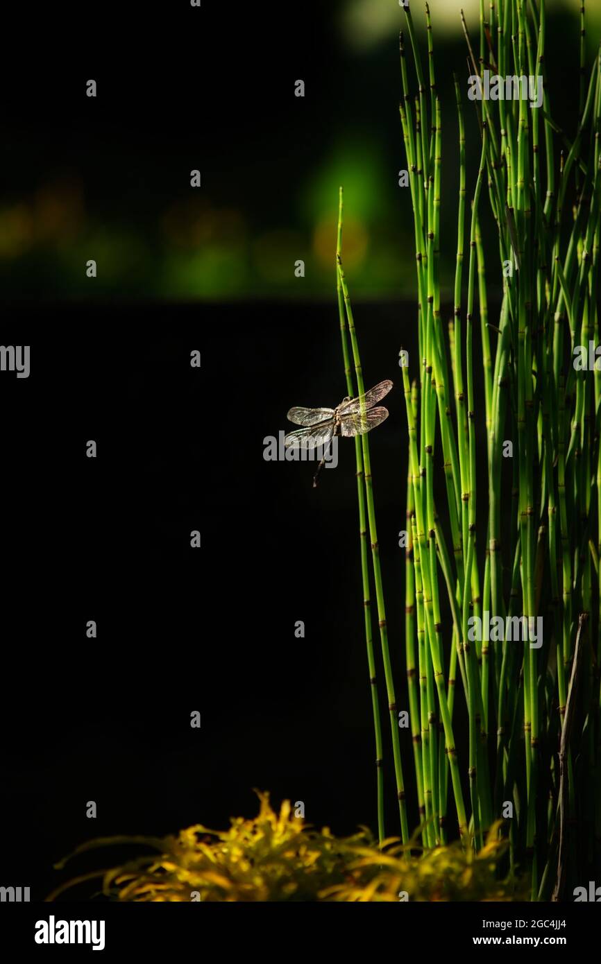 Closeup of an Odonata and dwarf horsetail on a dark blurry background ...