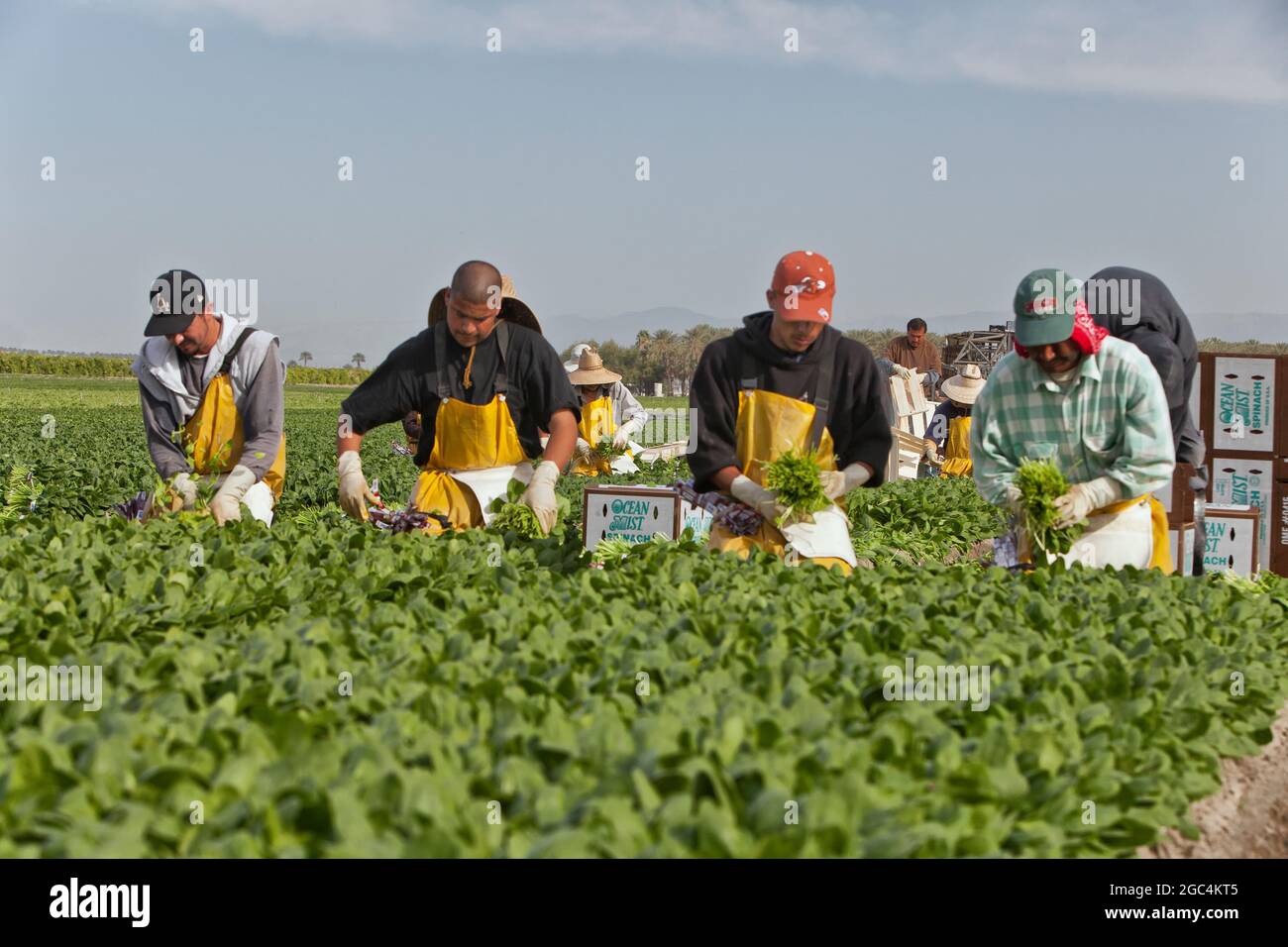 Hispanic field workers harvesting organic spinach 'Spinacea oleracea'. Stock Photo
