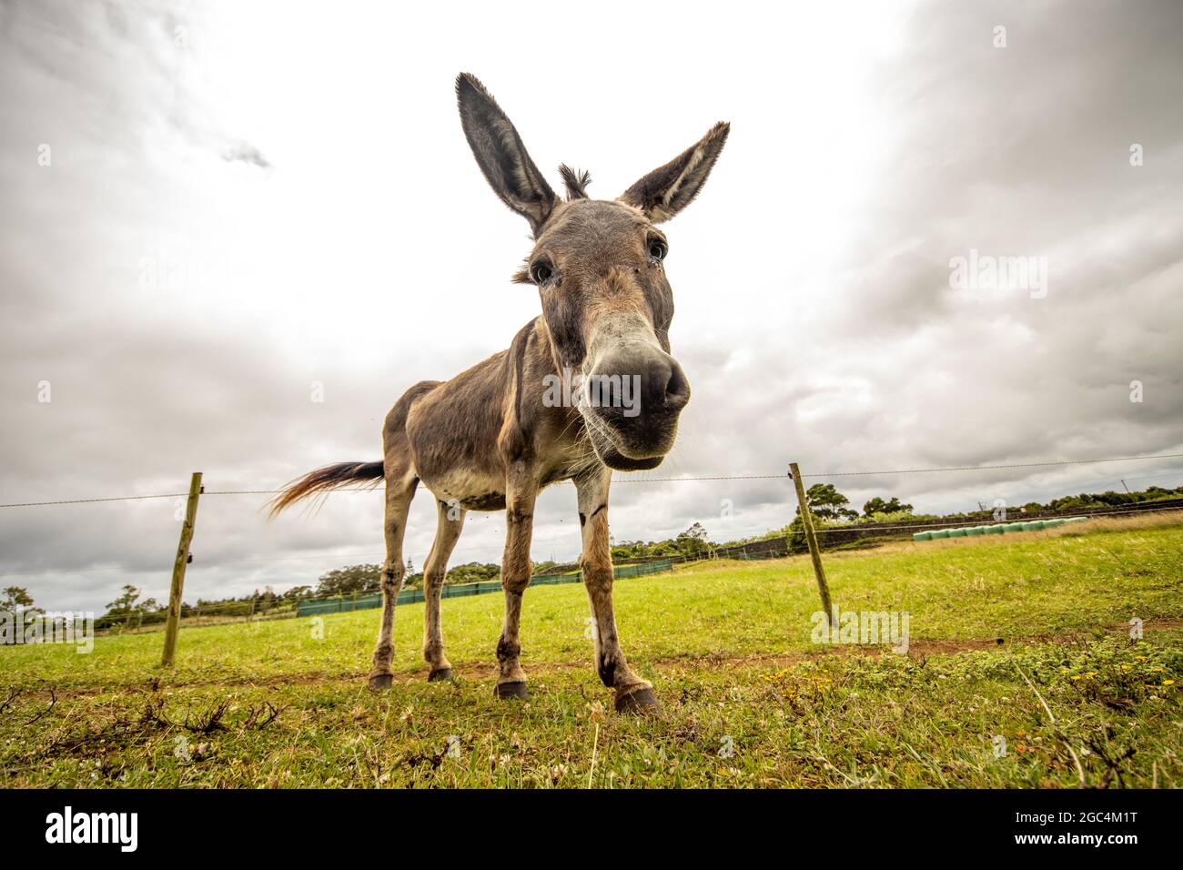 Brown donkey standing on green grass, big ears, cute and funny Stock Photo  - Alamy