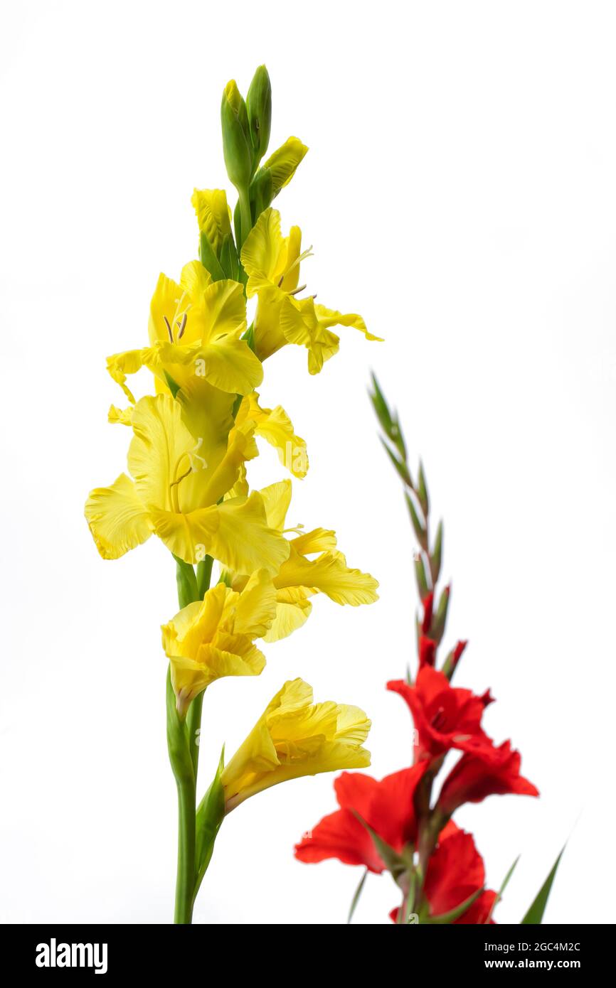 Macro detail of the yellow and red flowers of a gladiolus isolated on white background Stock Photo