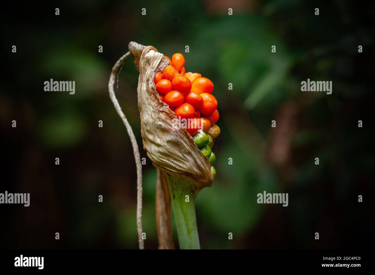 Dracunculus canariensis Stock Photo