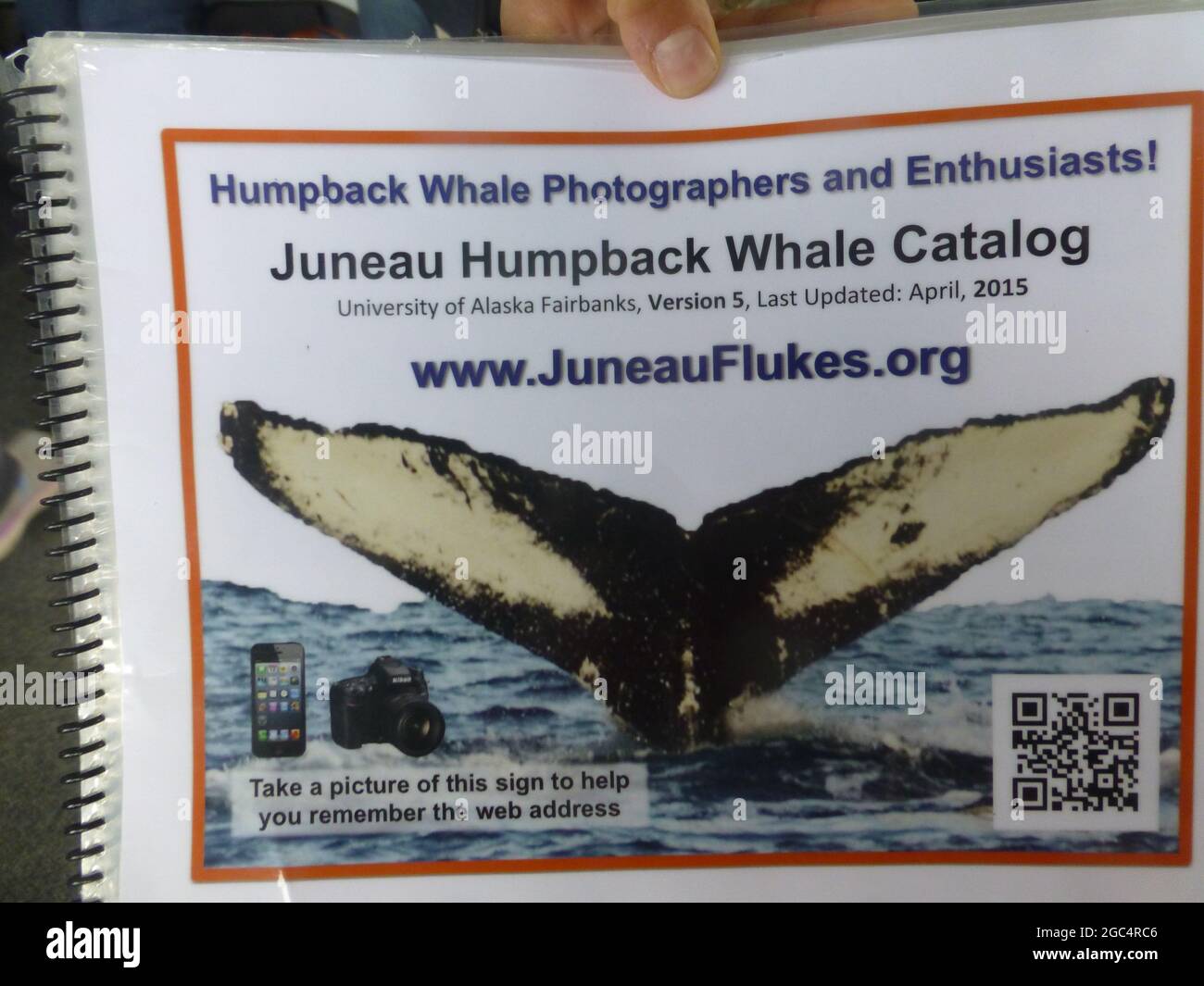 types of whales in Alaska Stock Photo Alamy