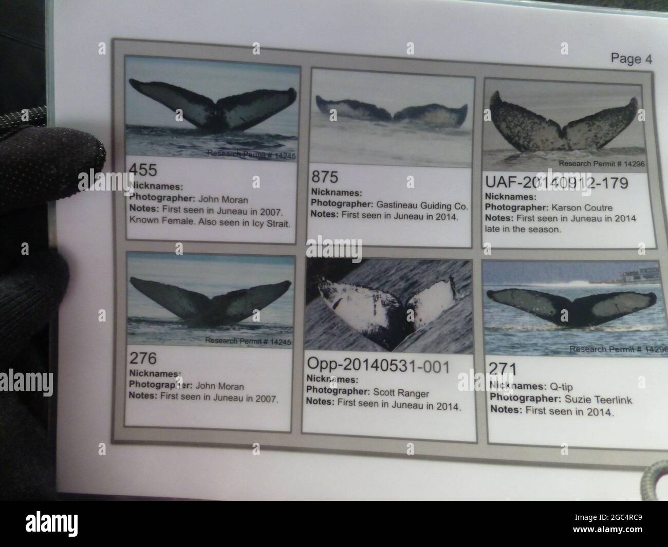 types of whales in Alaska Stock Photo Alamy