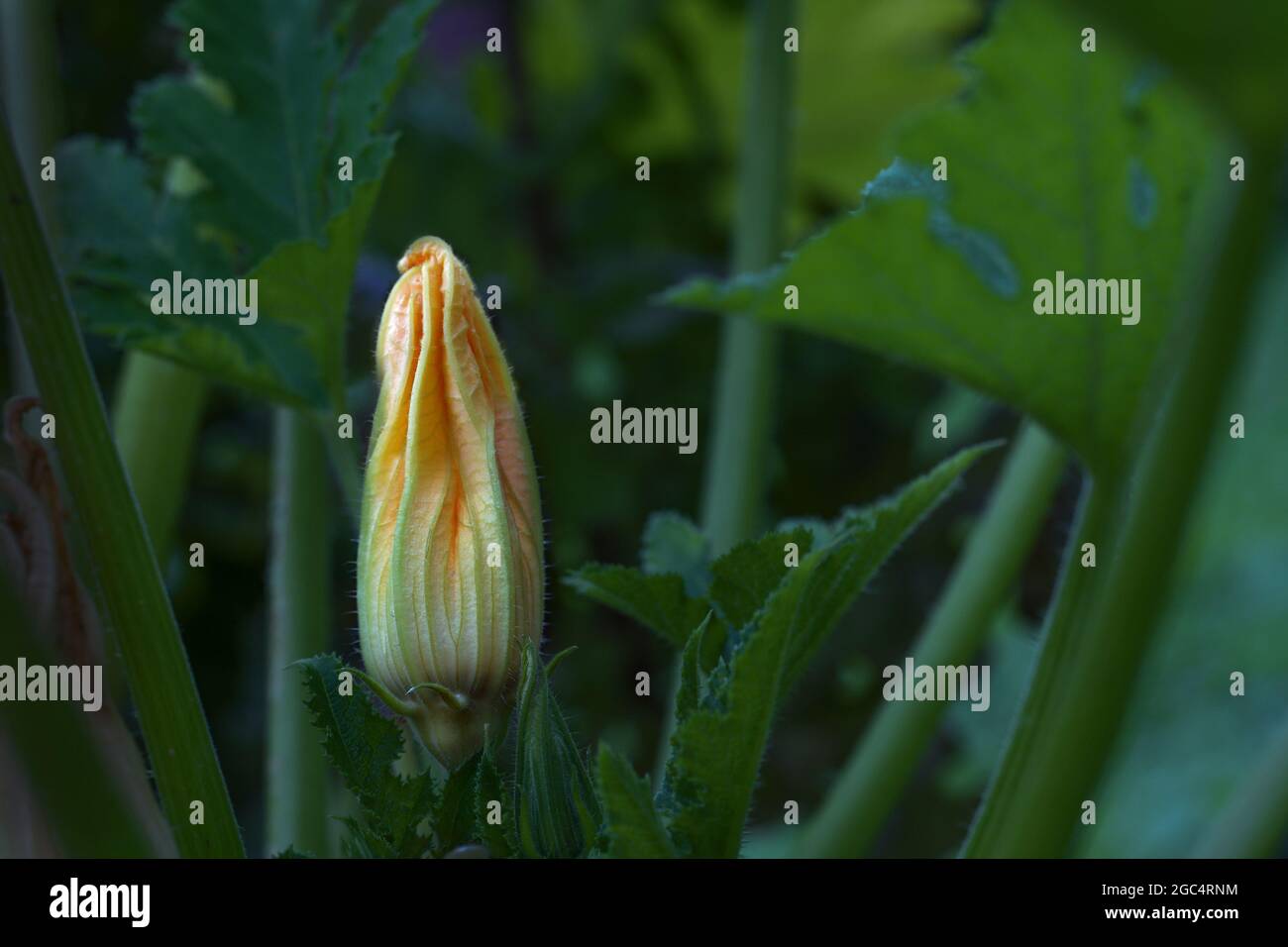 Zucchini or courgette flower on the plant in a vegetable patch, background from dark green leaves, copy space, selected focus, narrow depth of field Stock Photo