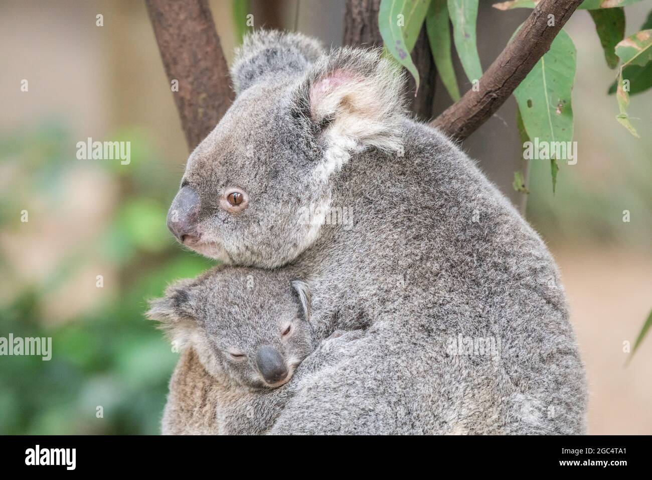 Mother koala rests her head on her baby’s head as it sleeps in her arms Stock Photo