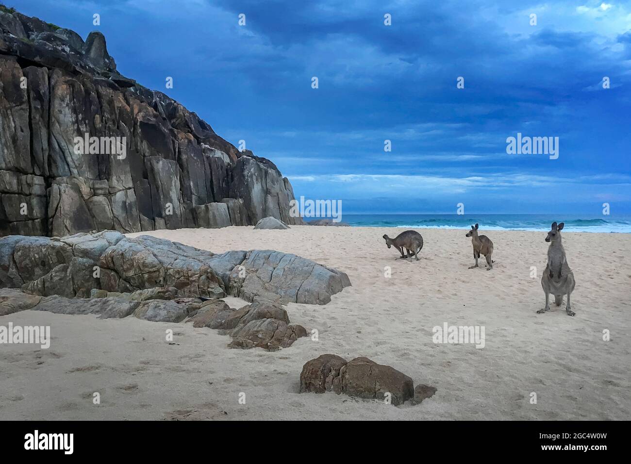 kangaroos on a rocky beach Stock Photo