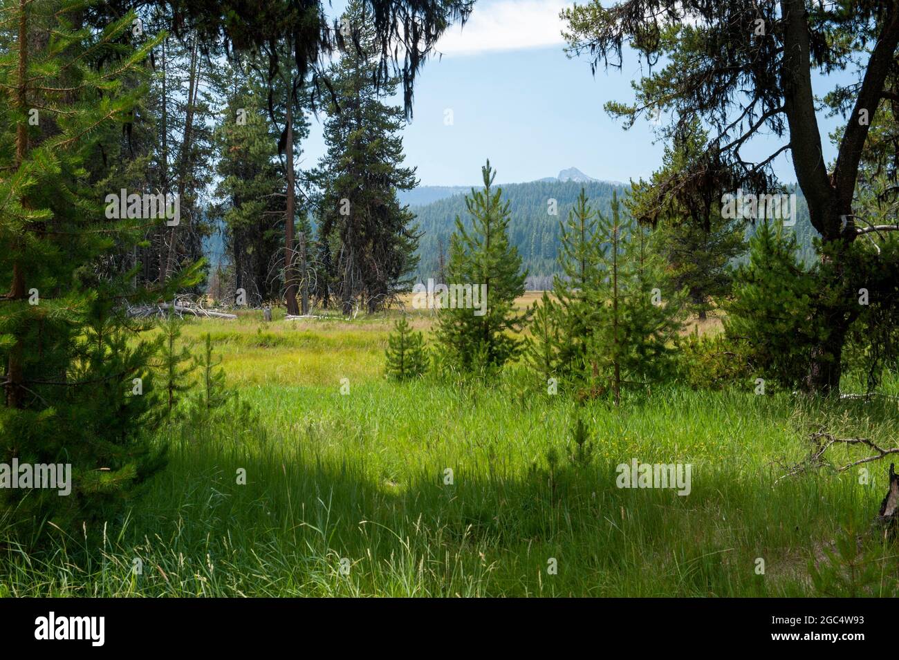 Big Marsh in the Deschutes National Forest.  Cowhorn Mountain is in the distance. Stock Photo