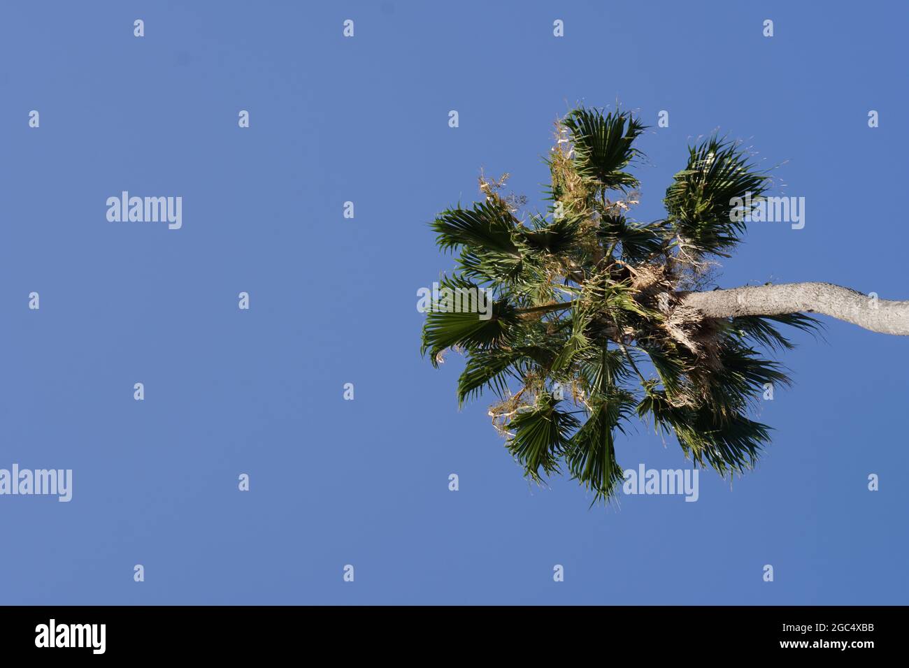 Low angle shot of a palm tree under the sunlight and a blue sky Stock ...