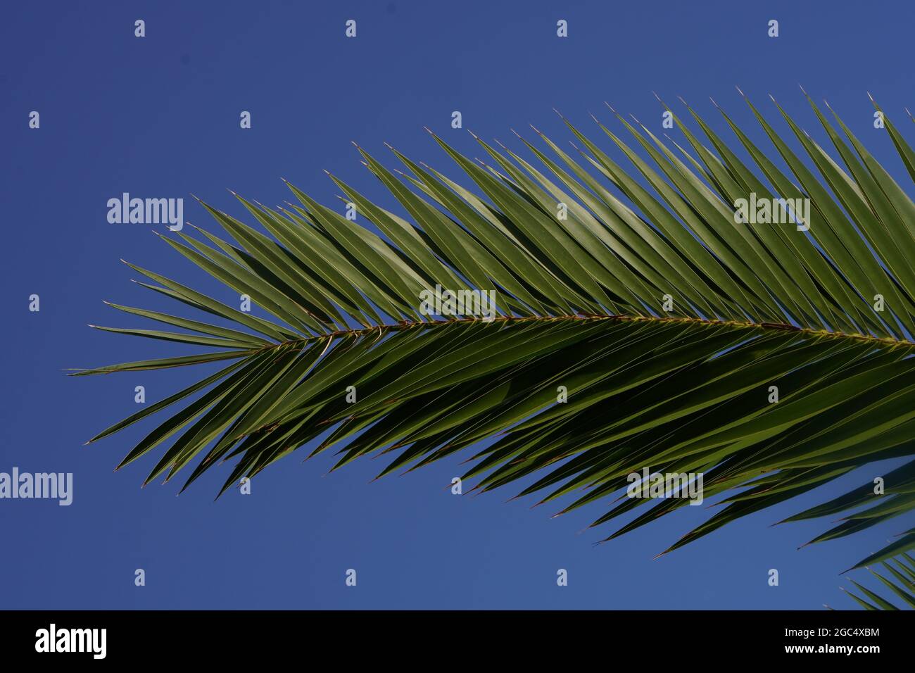 Low angle shot of a palm tree branch under the sunlight and a blue sky ...