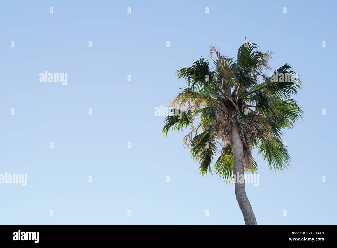 Low angle shot of a palm tree under the sunlight and a blue sky Stock ...