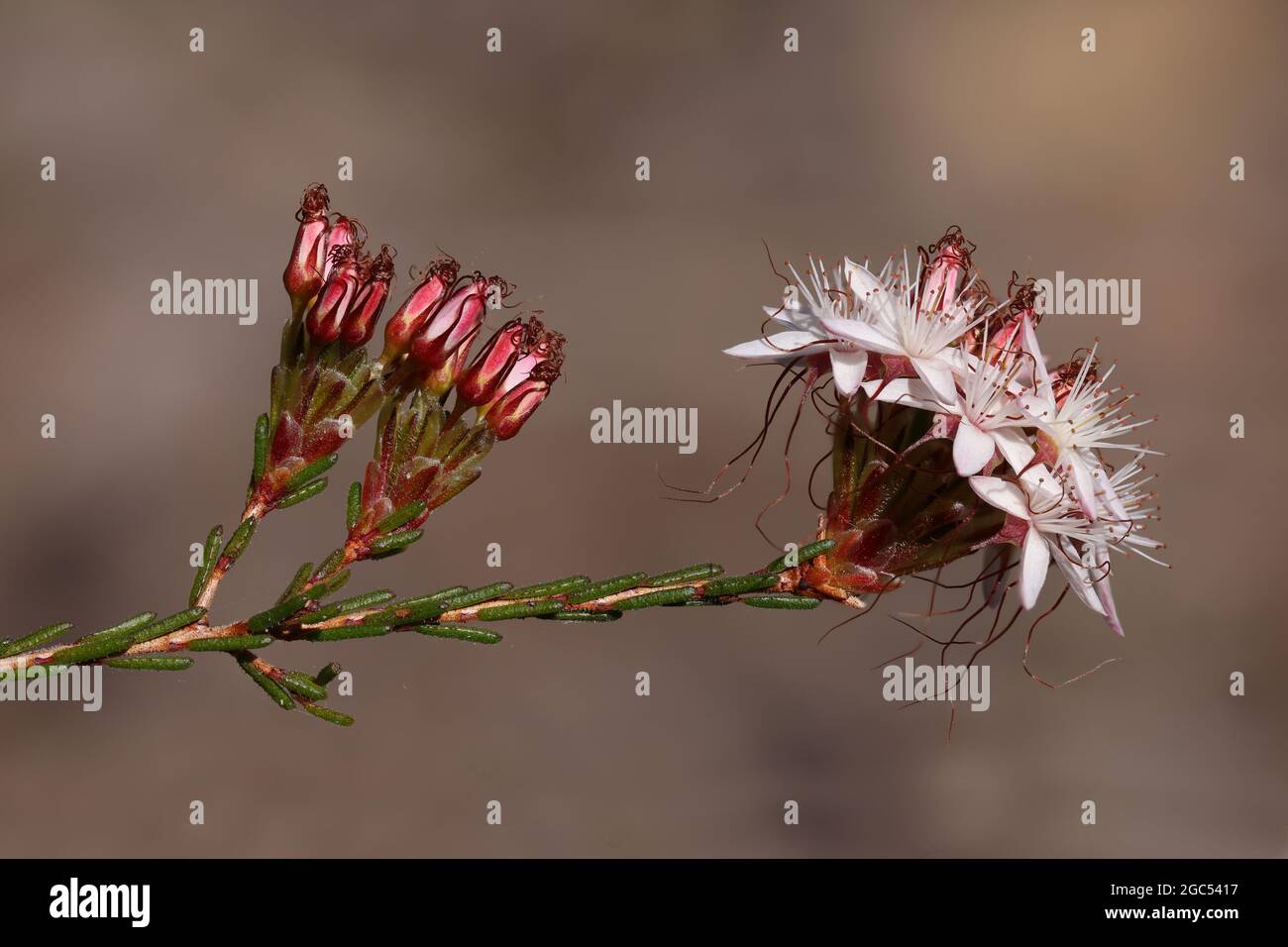 Common Fringe Myrtle plant in flower Stock Photo