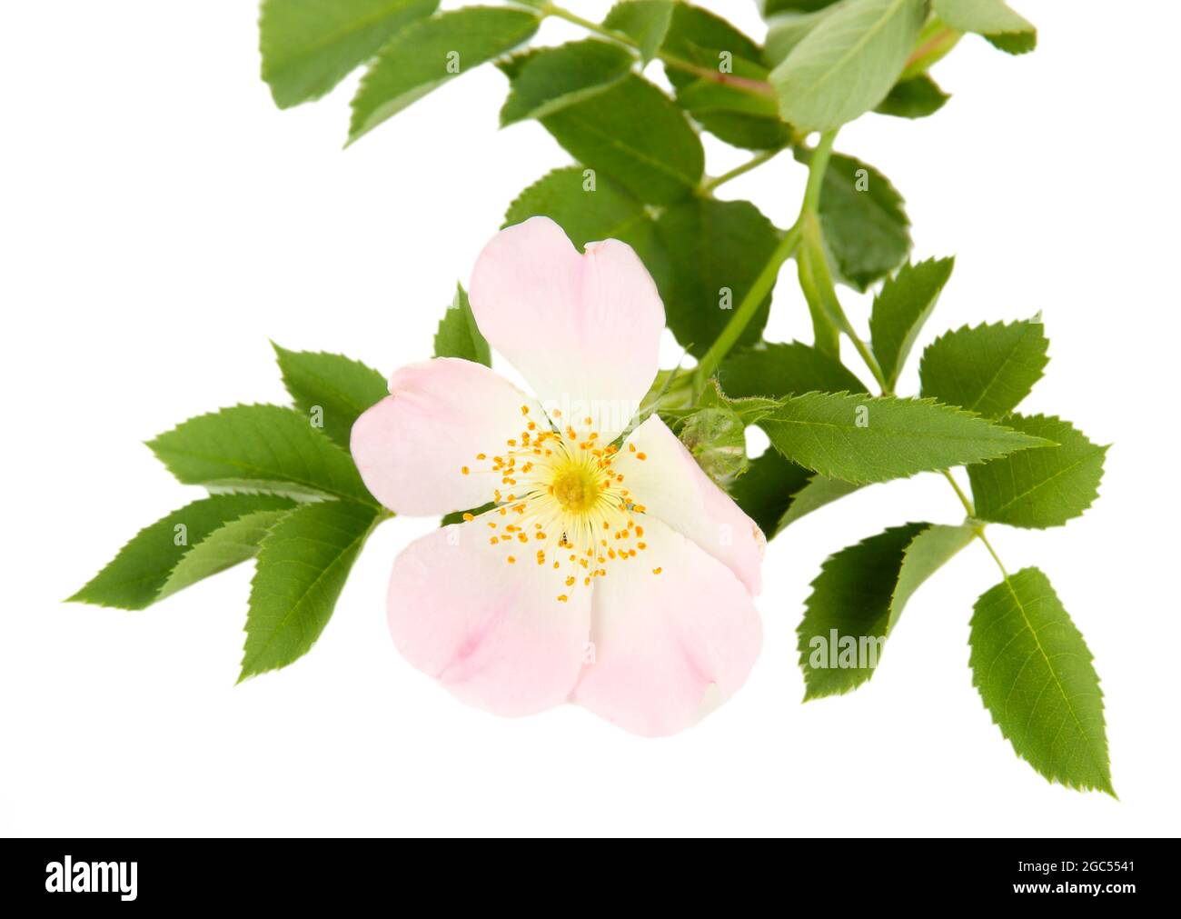 Hip rose flower, isolated on white Stock Photo - Alamy