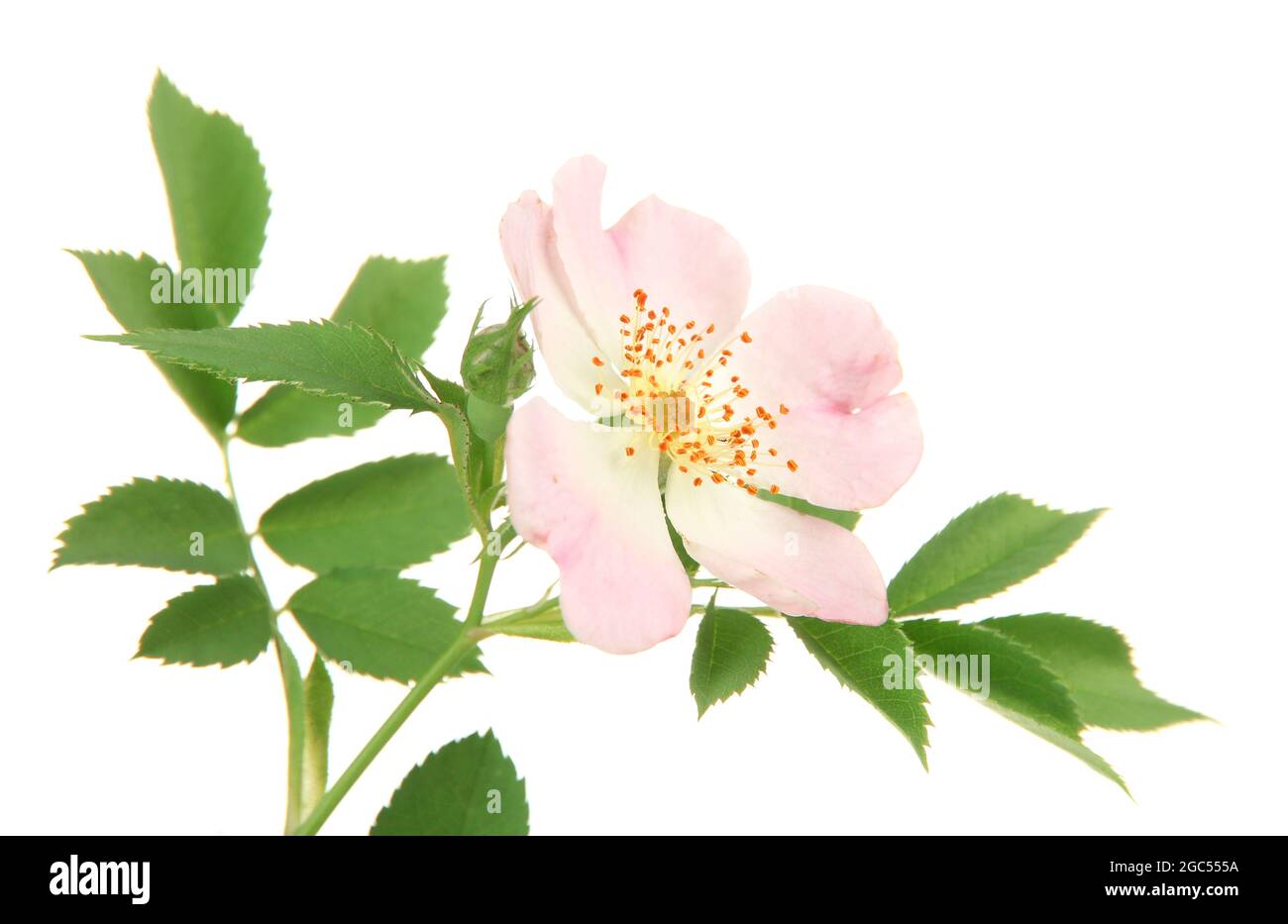 Hip rose flower, isolated on white Stock Photo - Alamy