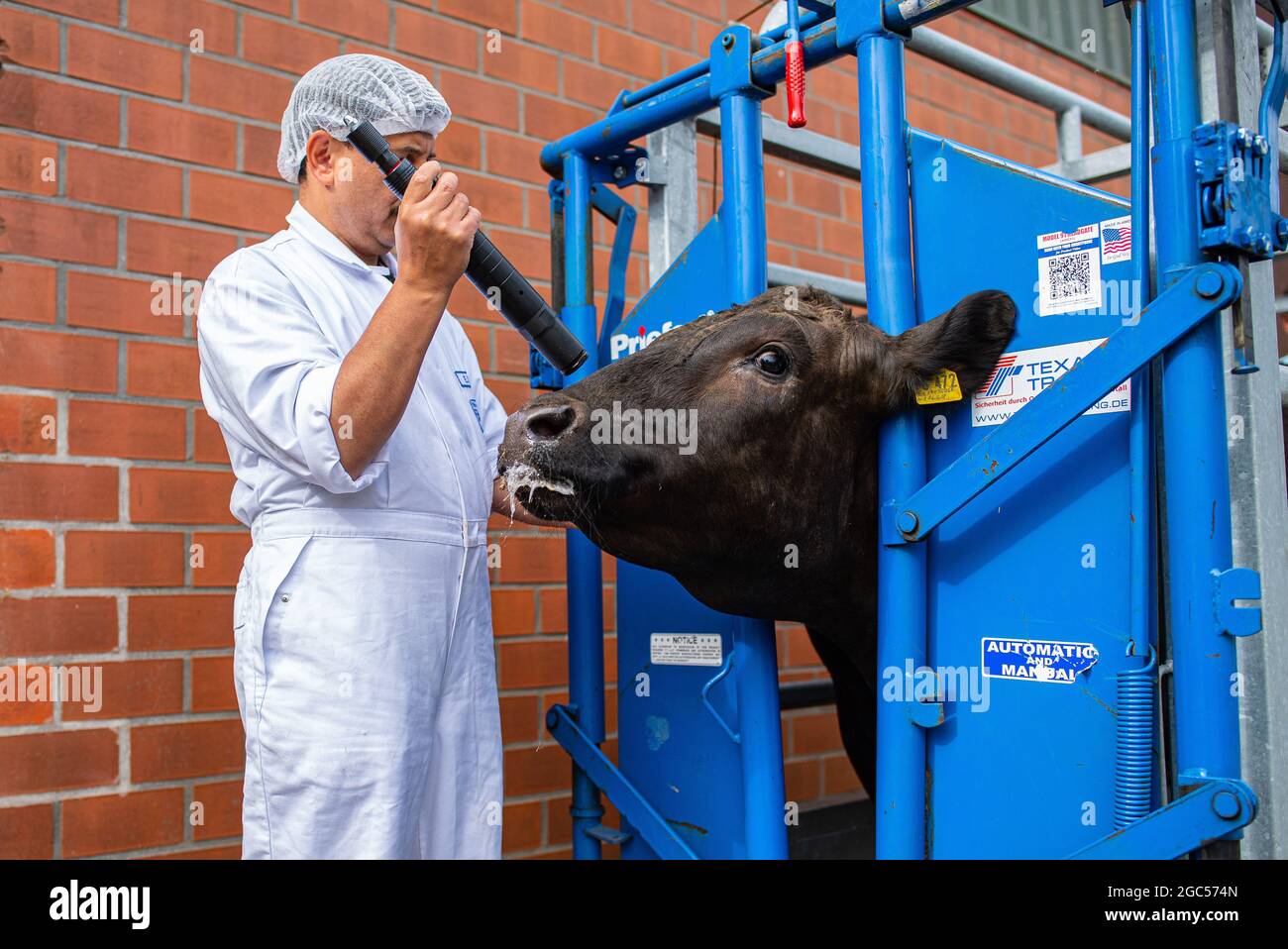 Animal stun slaughter hires stock photography and images Alamy