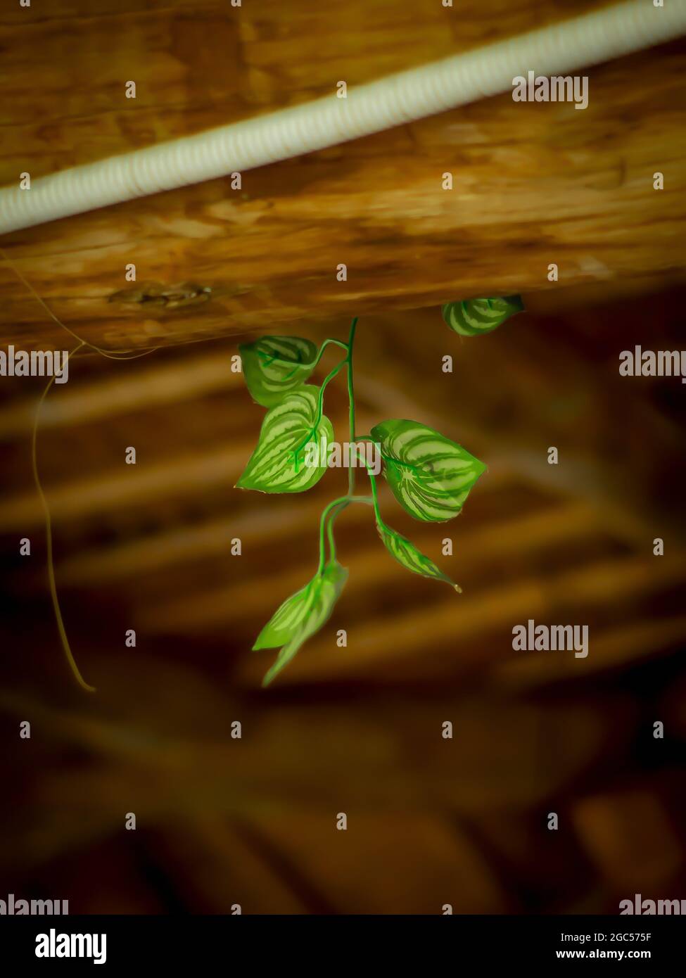 Vertical shot of a plant growing upside down behind a wooden beam Stock