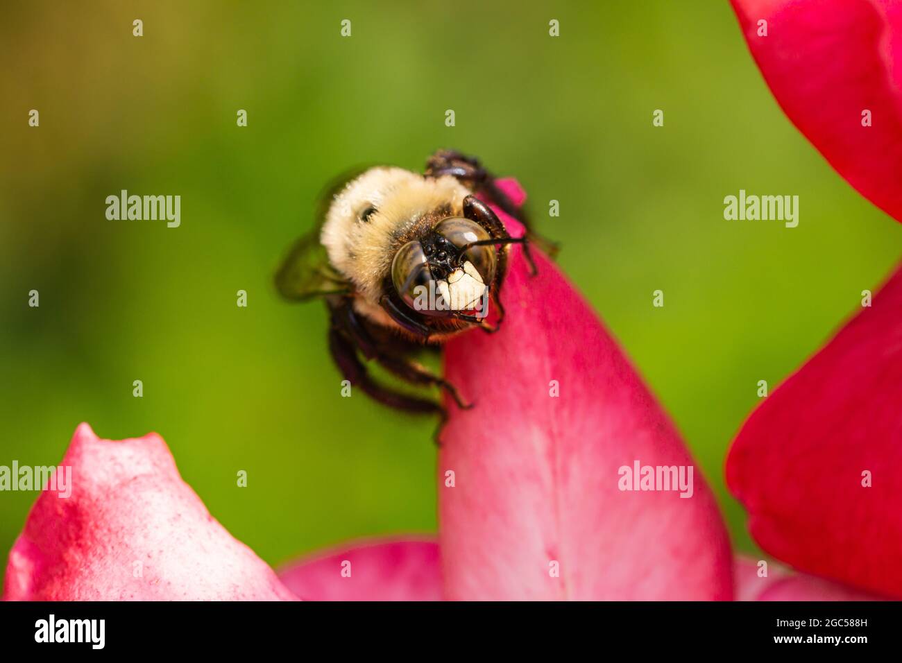 Eastern Carpenter Bee on Rose Flower Stock Photo