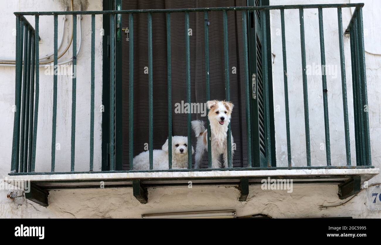 can a dog live on a balcony