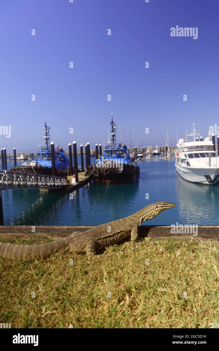 Goanna or Lace Monitor (Varanus varius) at marina, Mackay, Queensland, Australia. No PR Stock Photo