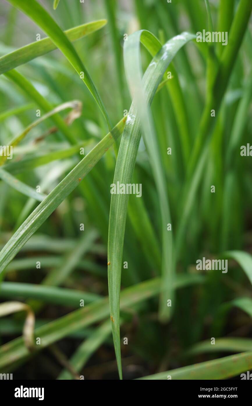 Allium tuberosum (garlic chives, Oriental garlic, Asian chives, Chinese