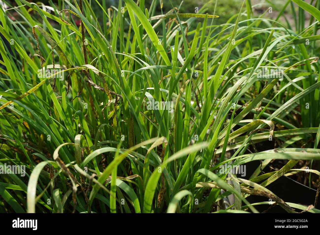 Allium tuberosum (garlic chives, Oriental garlic, Asian chives, Chinese