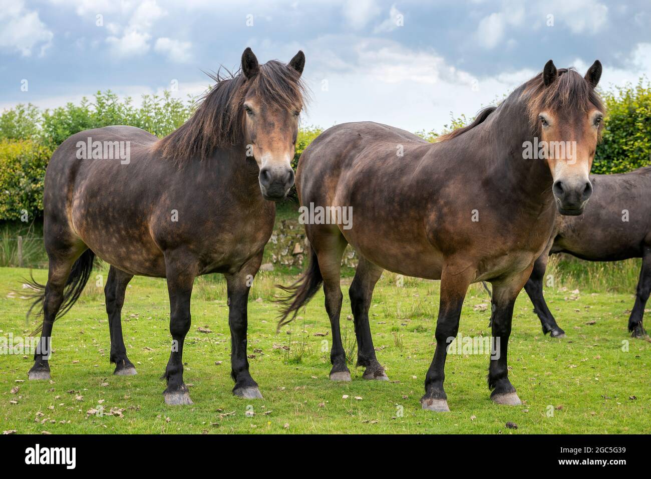 The Exmoor pony is a breed that is native to the British Isles. They roam the moorland of Exmoor in Devon and Somerset, southwest England, as semi-fer Stock Photo