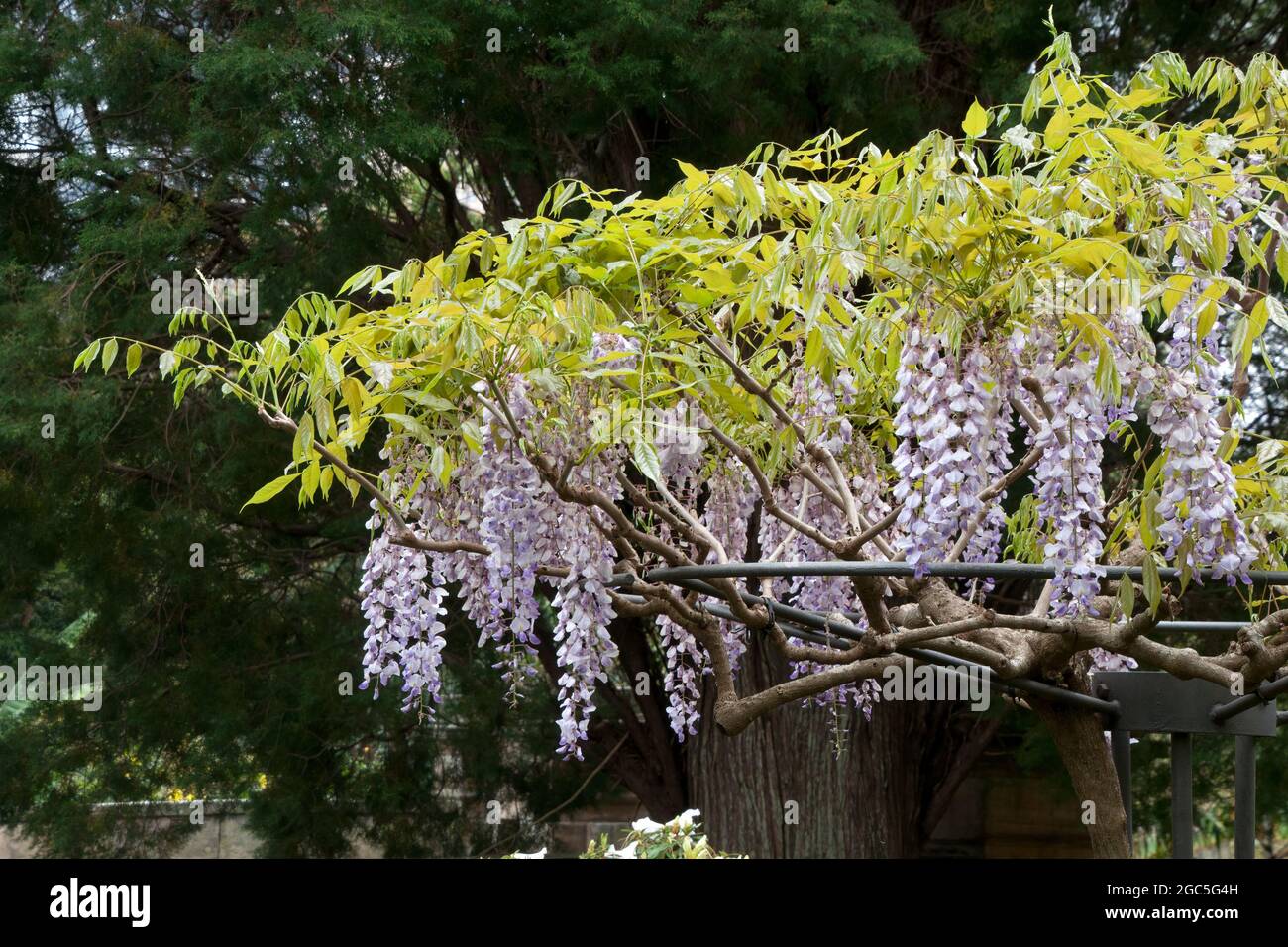 Sydney Australia, wisteria flowers and new leaves Stock Photo Alamy