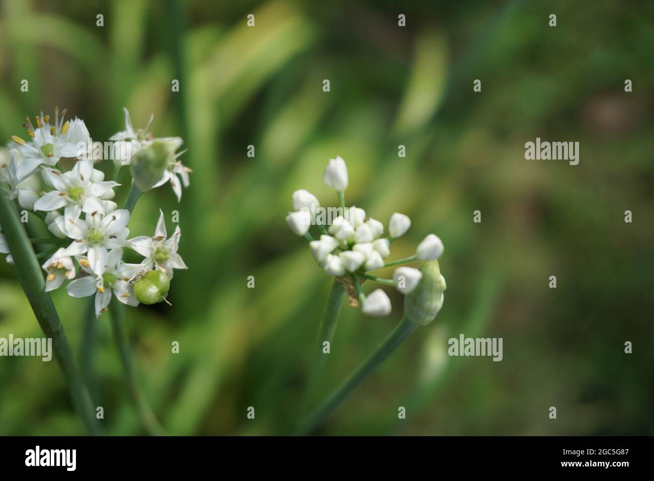 Allium tuberosum (garlic chives, Oriental garlic, Asian chives, Chinese