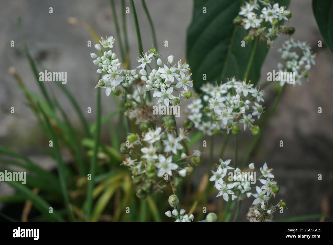 Allium tuberosum (garlic chives, Oriental garlic, Asian chives, Chinese