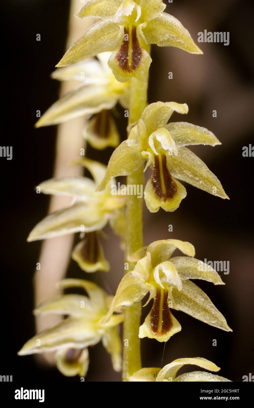 Brown and yellow orchid hires stock photography and images Alamy