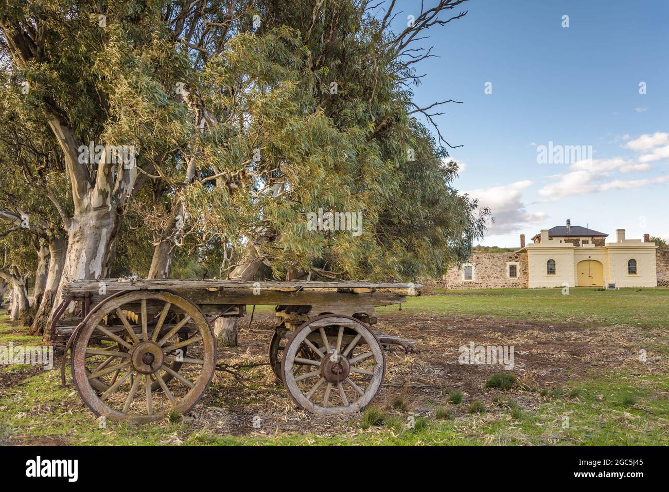 An old bullock wagon relic stands in front of gnarled gum trees and tthe old, heritage listed, Burra Colonial Court House in South Australia. Stock Photo