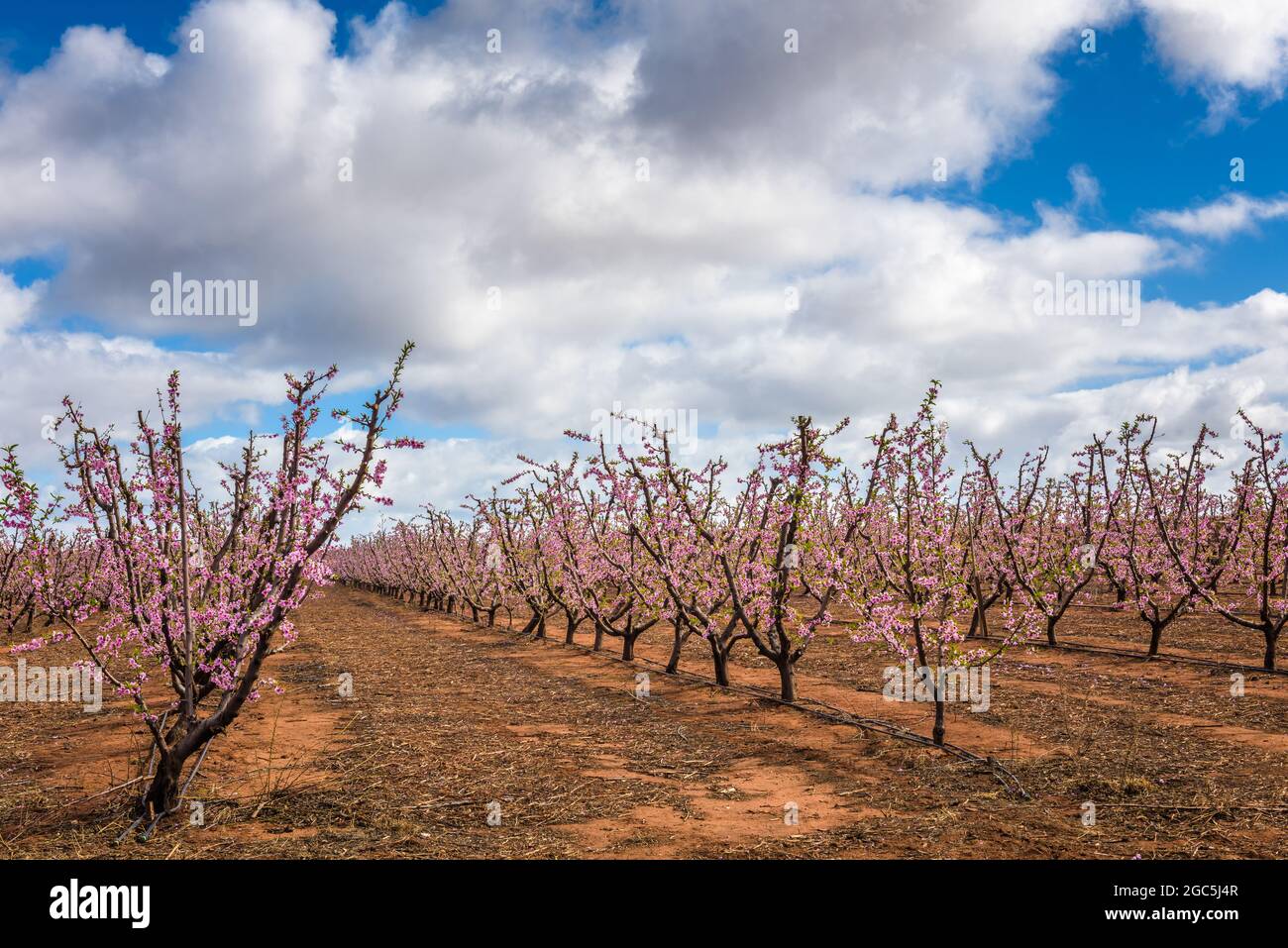Pink field of flowering peach trees with gorgeous pink blossoms in the early spring under cloudy skies in an orchard in South Australia. Stock Photo