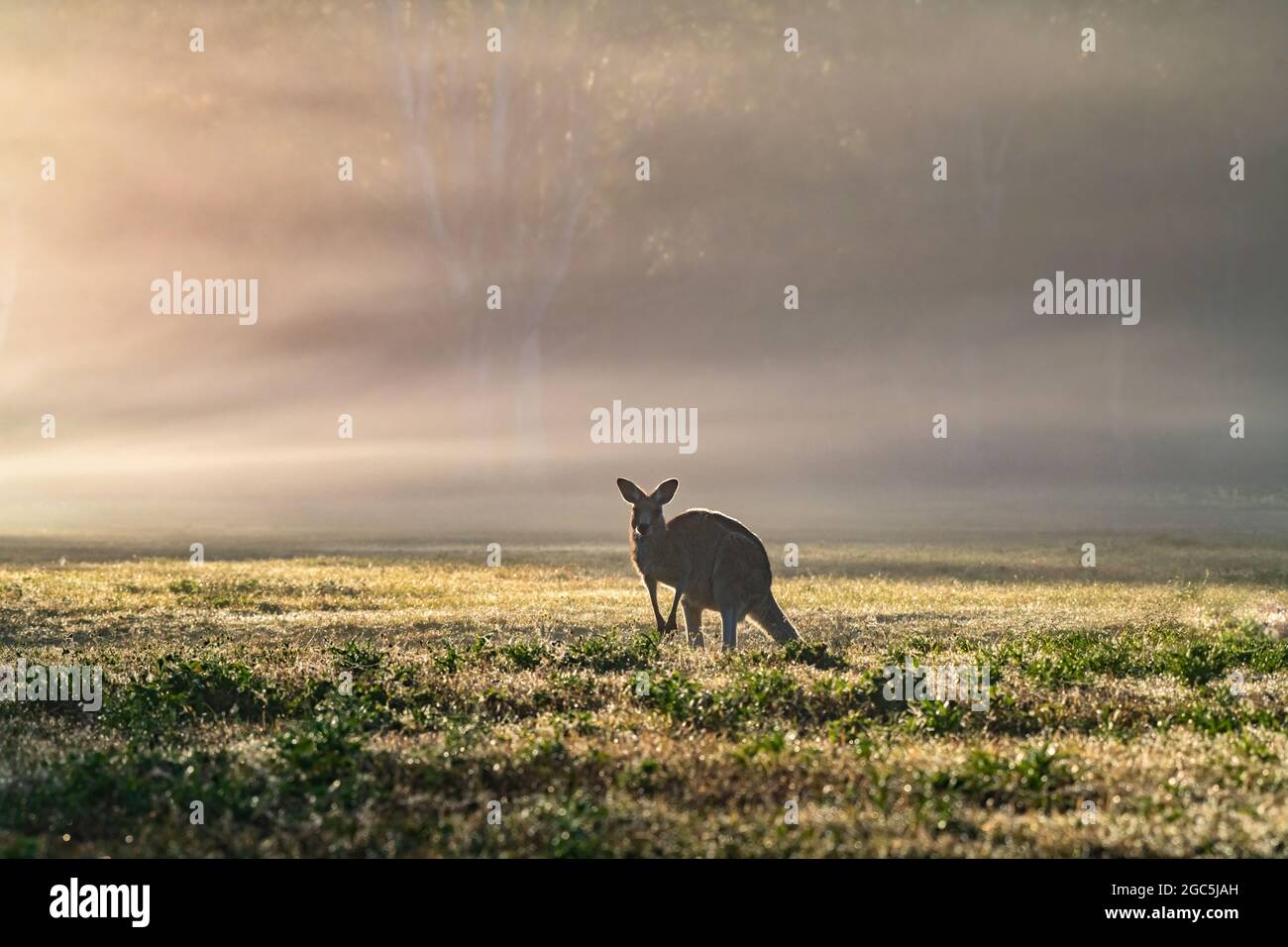 One solitary kangaroo standing with the sun shining through the fog Stock Photo