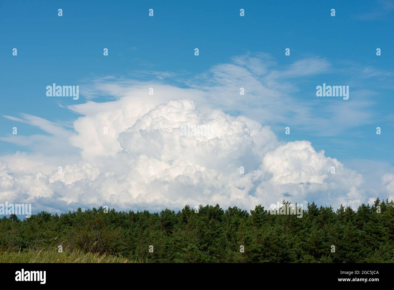 A large low white cloud above pine forest. Minimal landscape Stock Photo