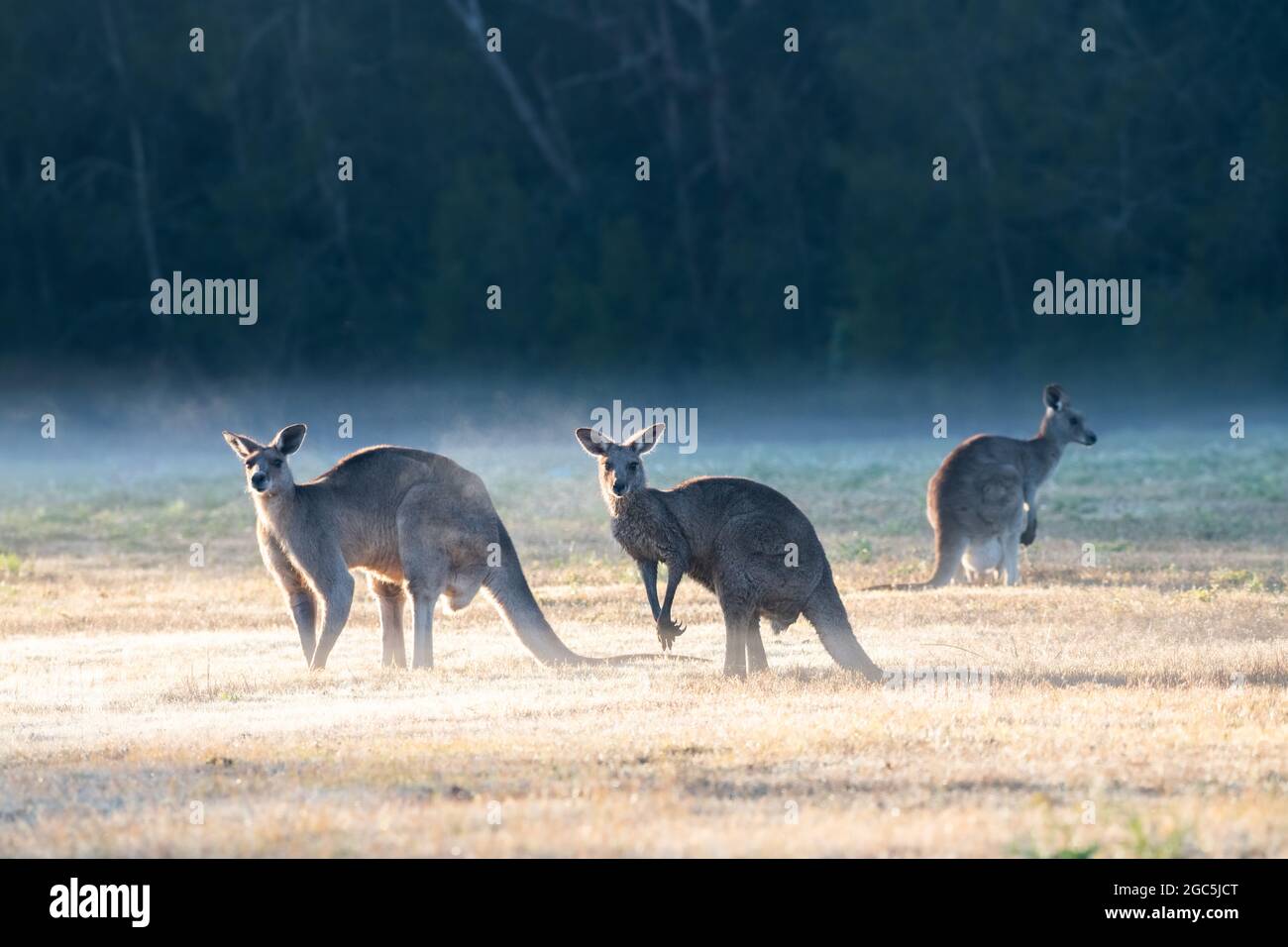 Three kangaroos standing in an open land on a misty winter morning. Stock Photo