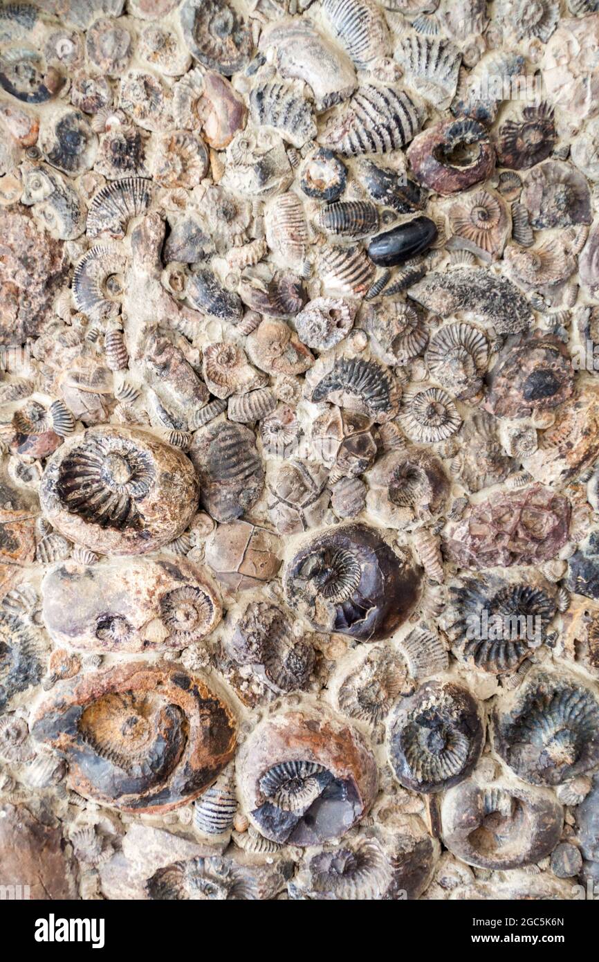 Fossils in a rock near Villa de Leyva in Colombia Stock Photo