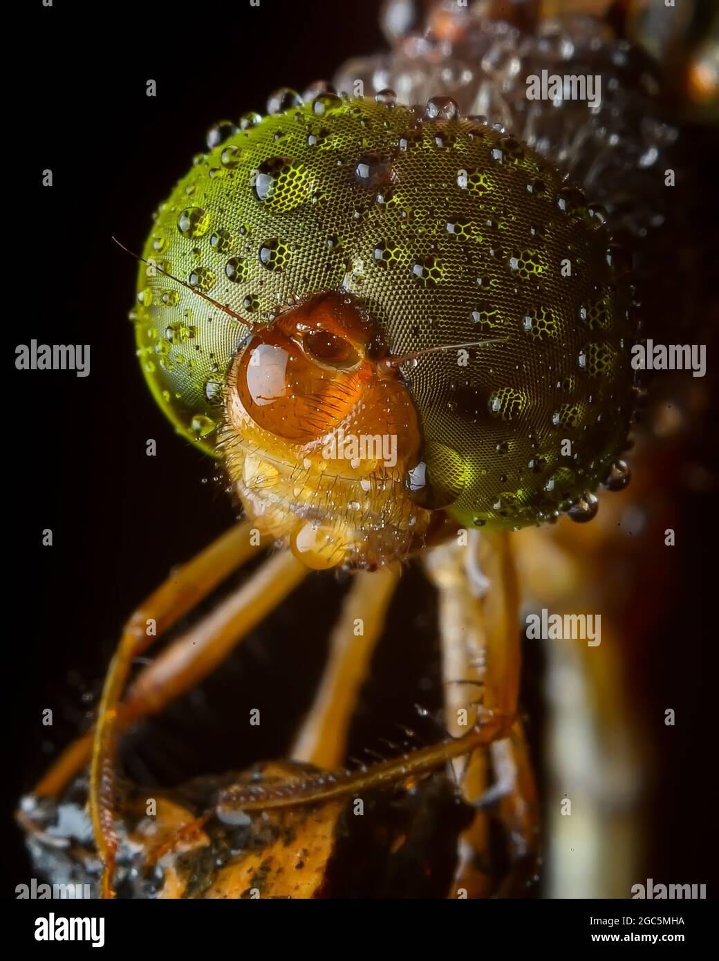Dragonfly is an insect belonging to the order Odonata Stock Photo