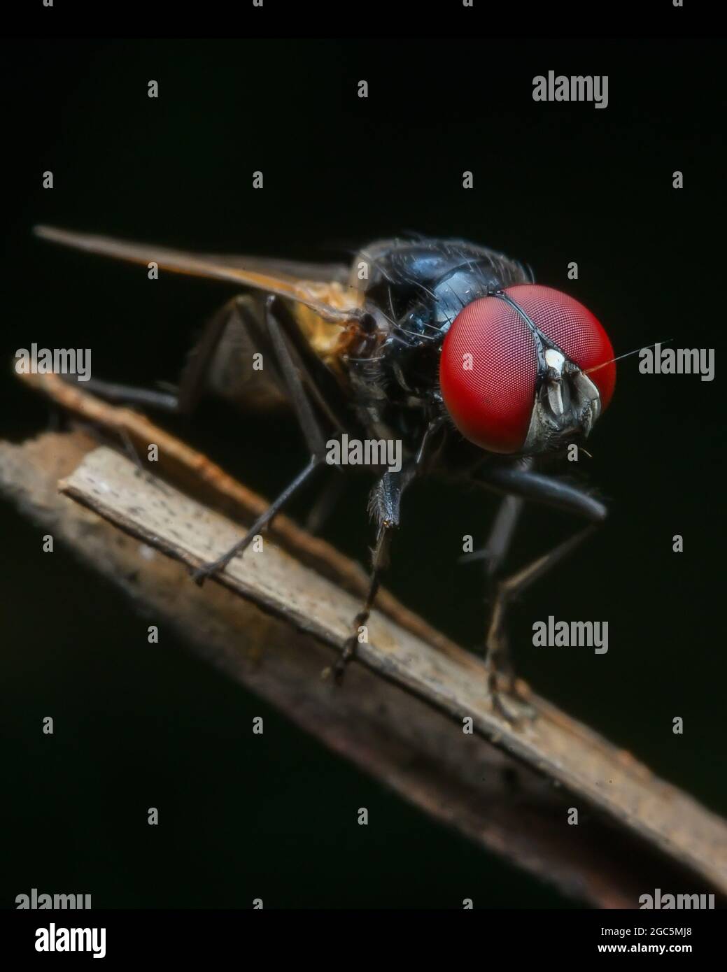 Red compound eye Stock Photo
