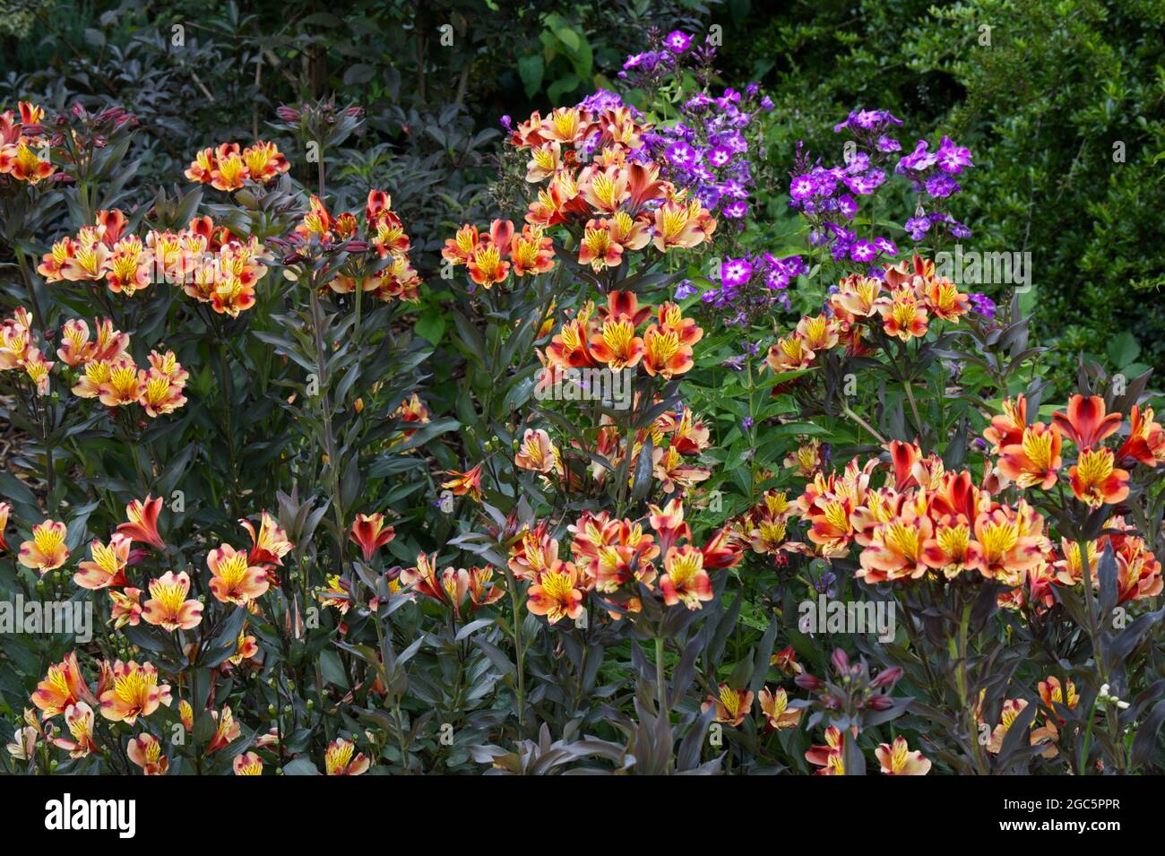 Flowers and dark leaves of Alstroemeria Indian Summer series Tesronto UK August Stock Photo