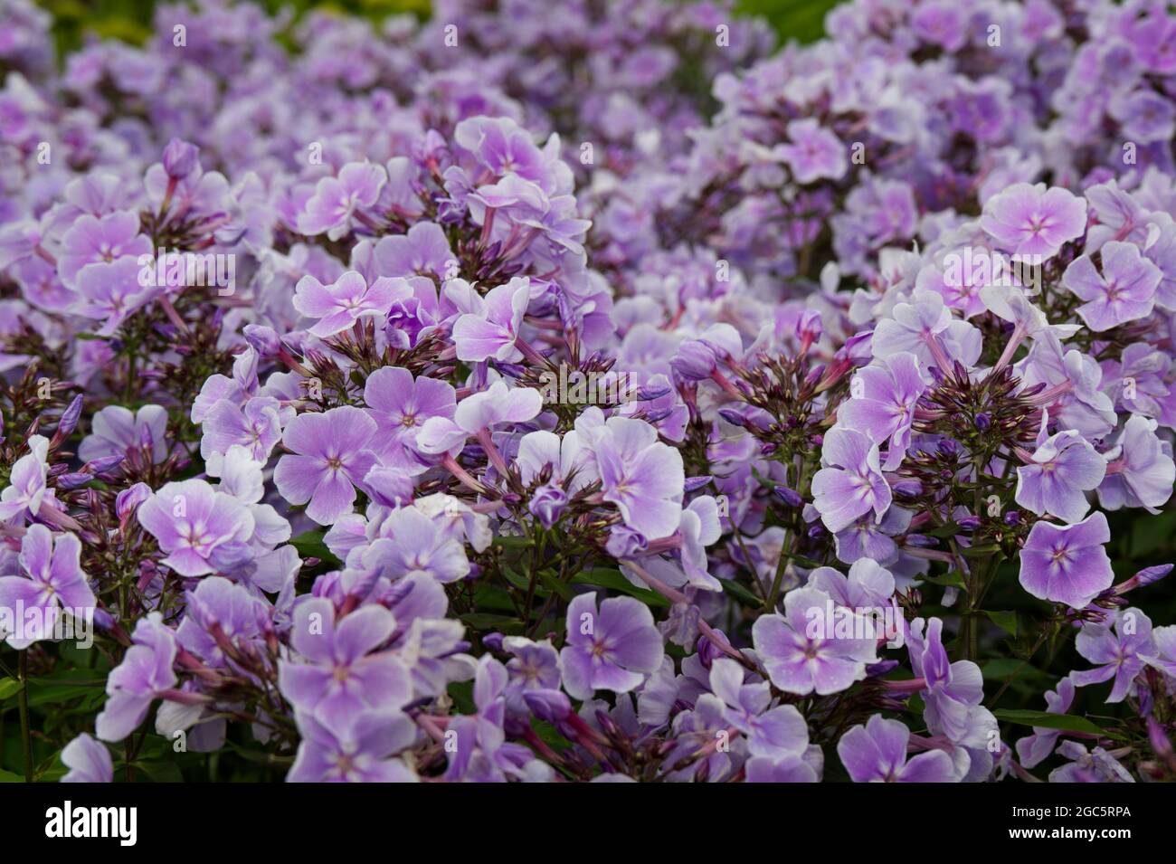 Pink flowered perennial plant Phlox paniculata 'Franz Schubert' summer August UK Stock Photo
